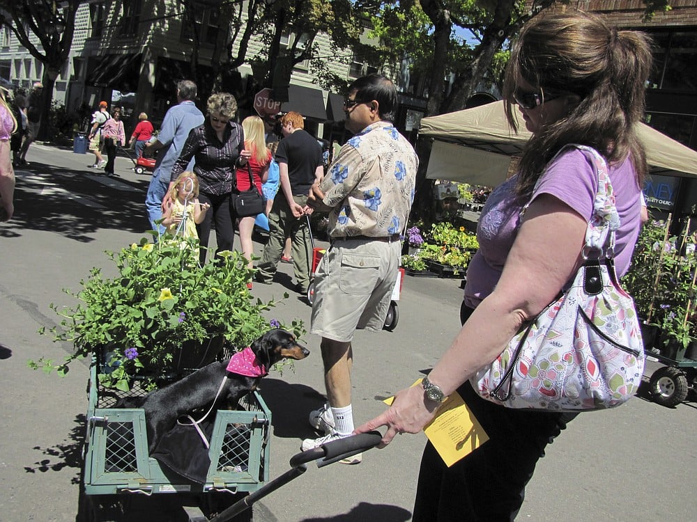 The annual Mother's Day Plant and Garden Fair on Saturday featured four-legged visitors as well as two-legged.  Here, one of the tired attendees hitches a ride in the wheelbarrow with several plants. The event was a benefit for the Columbia Gorge Women's Association, which provides scholarships to women returning to college.  There was also a health and safety fair held in conjunction with the event. Warm, sunny weather brought people out in droves to peruse all of the various offerings. Published inn the May 11, 2010 edition.