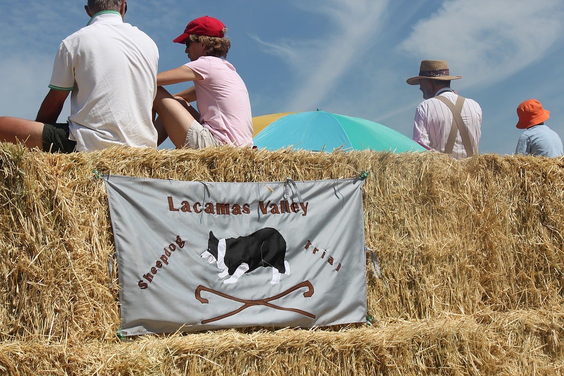 A sunny but very hot weekend greeted spectators and participants in the Lacamas Valley Sheepdog Trial at the Johnston Dairy Farm.
