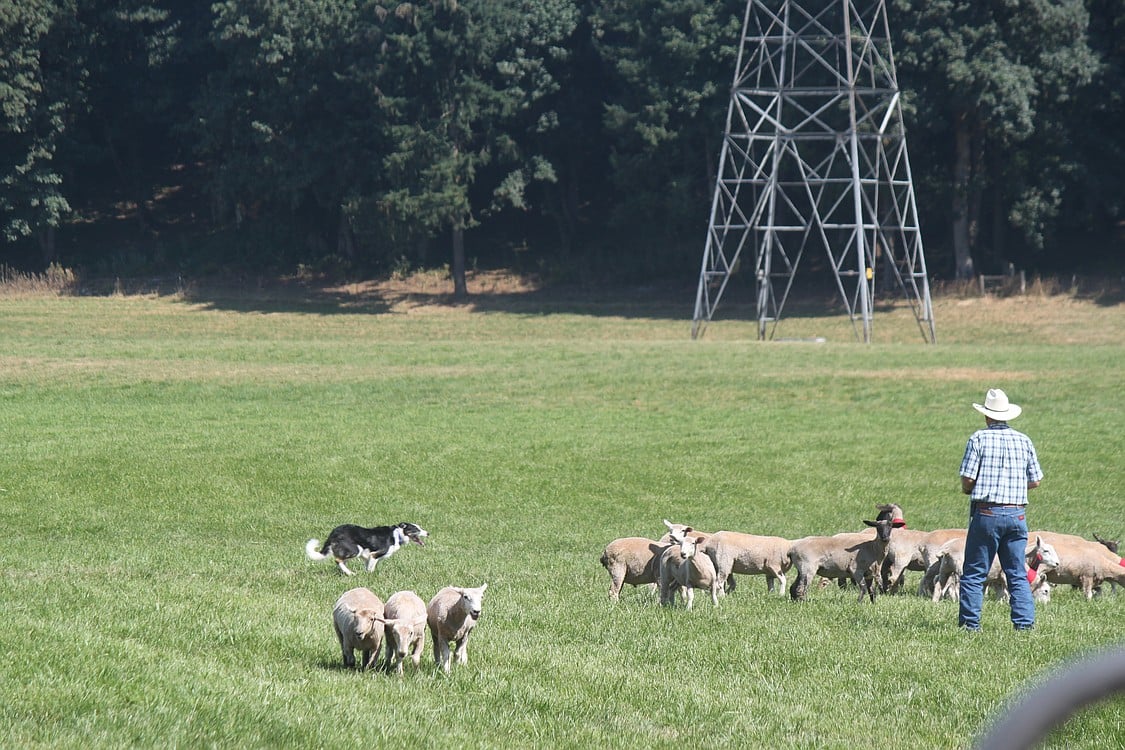 Handler Rob Miller and his border collie Rex run the course on Sunday.