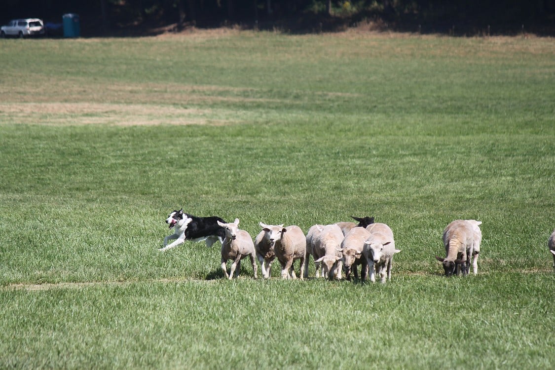 Lacamas Valley Sheepdog Trial 2011