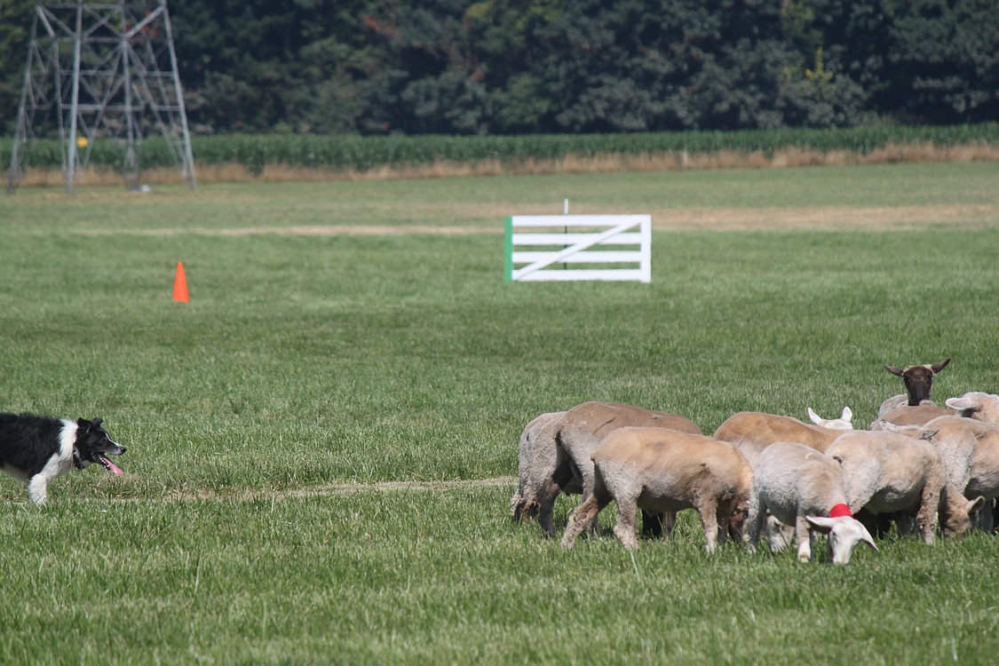 Lacamas Valley Sheepdog Trial 2011