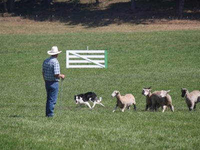 Lacamas Valley Sheepdog Trial