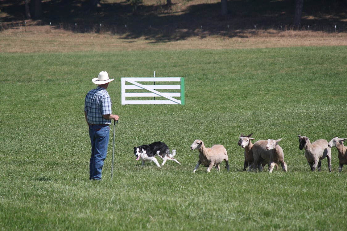 Border collie Rex attempts to herd a group of sheep on Sunday, the final day of the Lacamas Valley Sheepdog Trial, held at the Johnston Dairy Farm in Camas. Rex's handler is Rob Miller. The results of the event will be posted at www.lvsdt.com as soon as they are available.