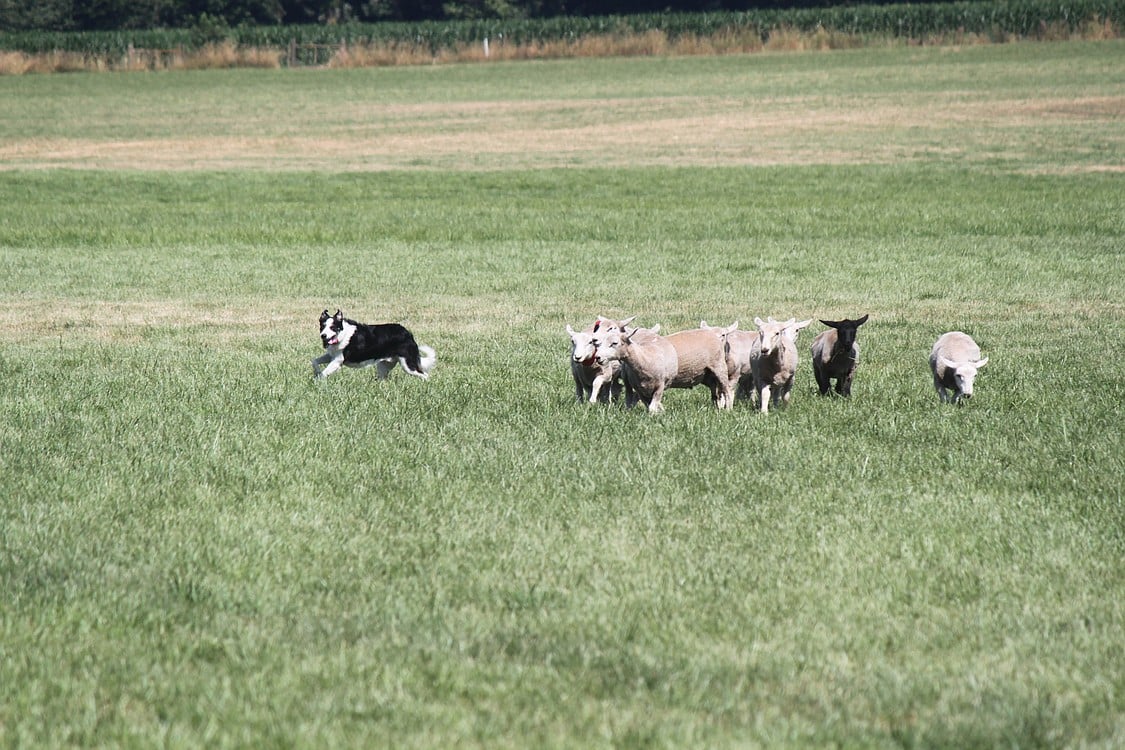 Lacamas Valley Sheepdog Trial 2011