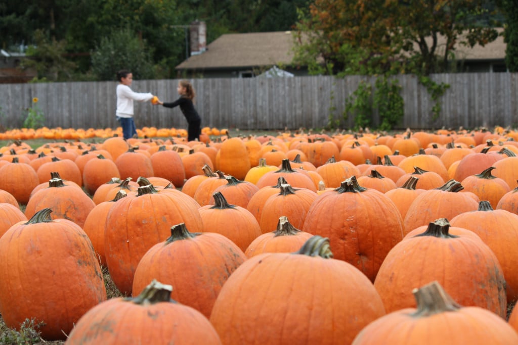 Joe's Place Farms, in Vancouver, has been a popular place to visit and pick out a pumpkin in October for the past 34 years.