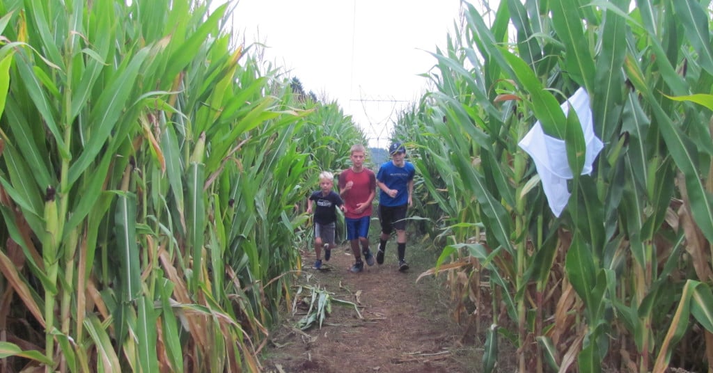 From left, Dylan Gibson, Travis Gibson and Benjamin Stephenson race through the corn maze at Walton Farms.                                