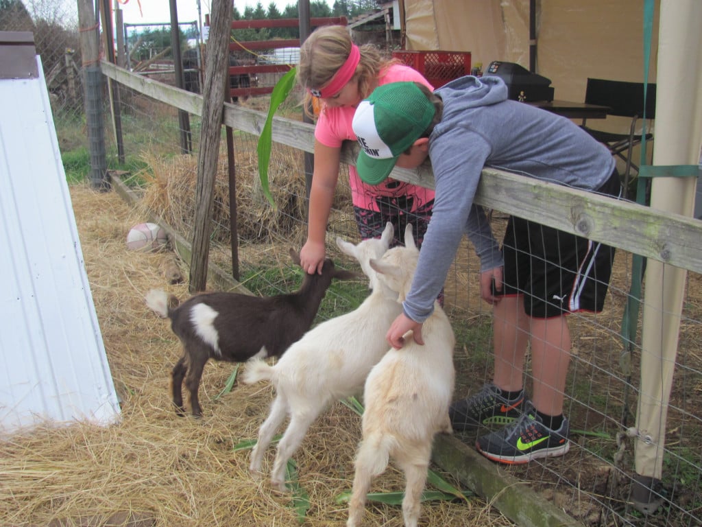 Walton Farms in Camas features a petting zoo, hay rides, train rides, a corn maze and of course, pumpkins a plenty.                                