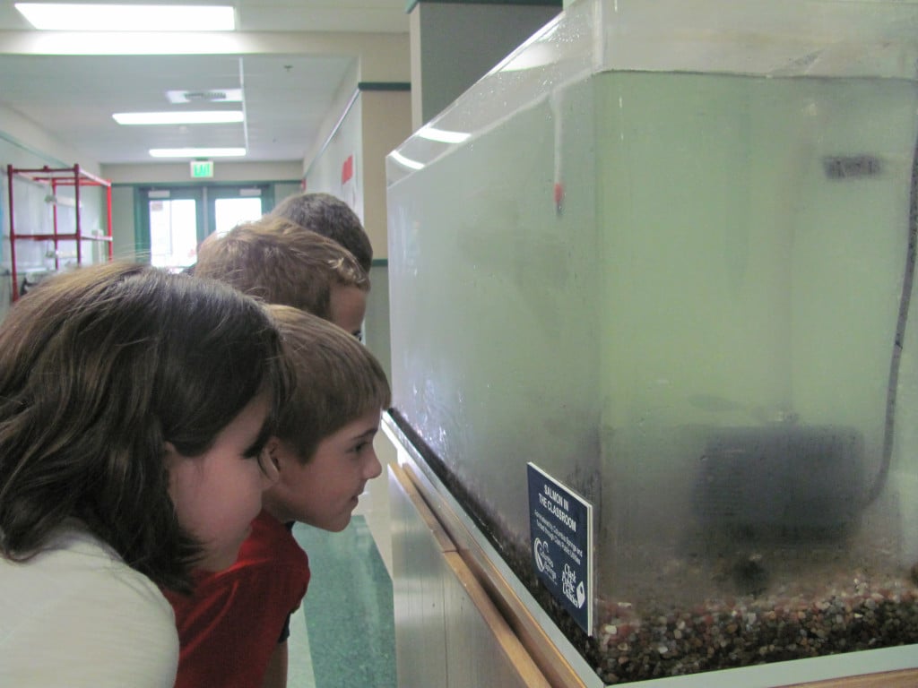 Jaidyn Flores, Brayden Kassel, Owen Edwards and Holden Bea check out the 15 Coho fingerlings. The Cape Horn-Skye fourth-graders are participating in the Salmon in the Classroom program.                               