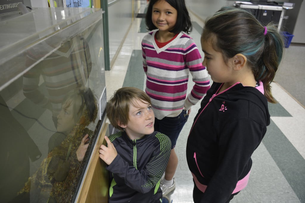 Jame Byrum, Leila Tienharra and Jordan Perry check on the Coho fingerlings recently. Fourth-grade teacher Kathleen Lawrence said the fish have become part of the school, with students looking at the tank regularly. 