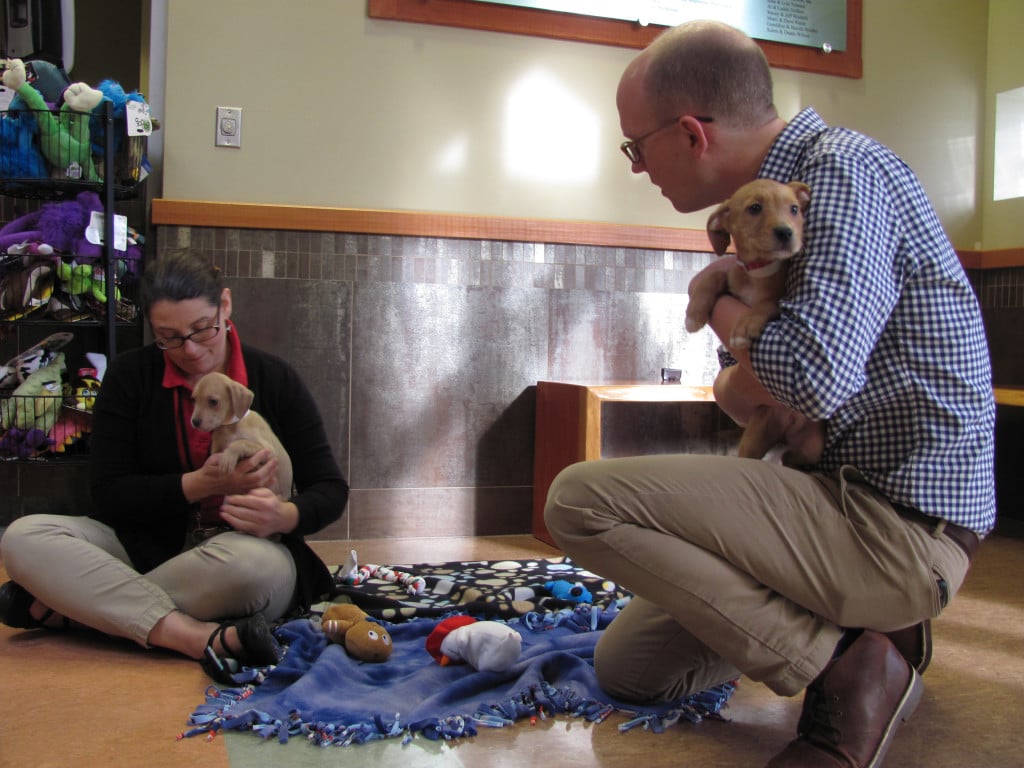 Mary Clayton, adoptions supervisor for the Humane Society for Southwest Washington,  and Sam Ellingson, outreach and strategic partnership coordinator, interact with puppies. Dogs, cats, puppies and kittens will be delivered as "cuddle squads" to holiday gatherings and workplace parties Dec. 16  and 17, for donations to the HSSW.  