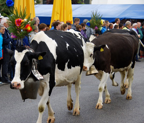 Cows, and other animals join a parade during a traditional holiday in Switzerland, called Benichon. 