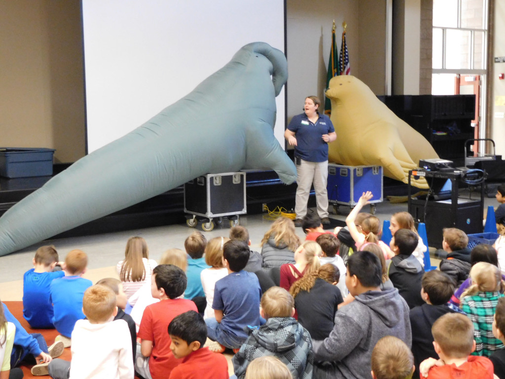 Remillard compares a life-sized inflatable replica of a Northern elephant seal and a Stellar sea lion to students at Dorothy Fox Elementary.