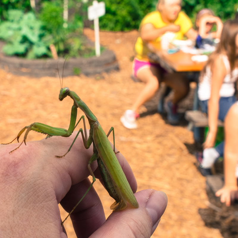 This praying mantis, a beneficial insect, was found in the Hazel Dell Elementary School garden during the summer.
