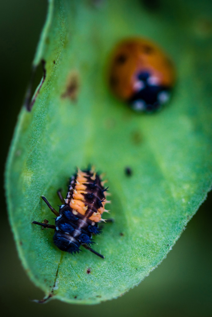 Ladybugs, which are considered predators, are beneficial to gardens because they eat aphids, a common pest. (Photo by Laura Heldreth)