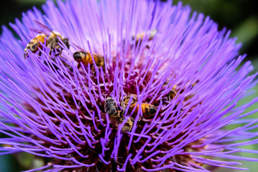 Bees and bumblebees are pollinators, and essential to have in a growing garden. (Photo by Laura Heldreth)
