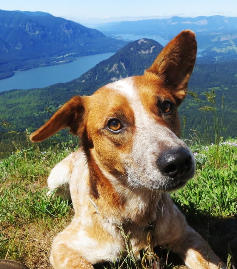 Gillian chills out after climbing to the top of Dog Mountain.