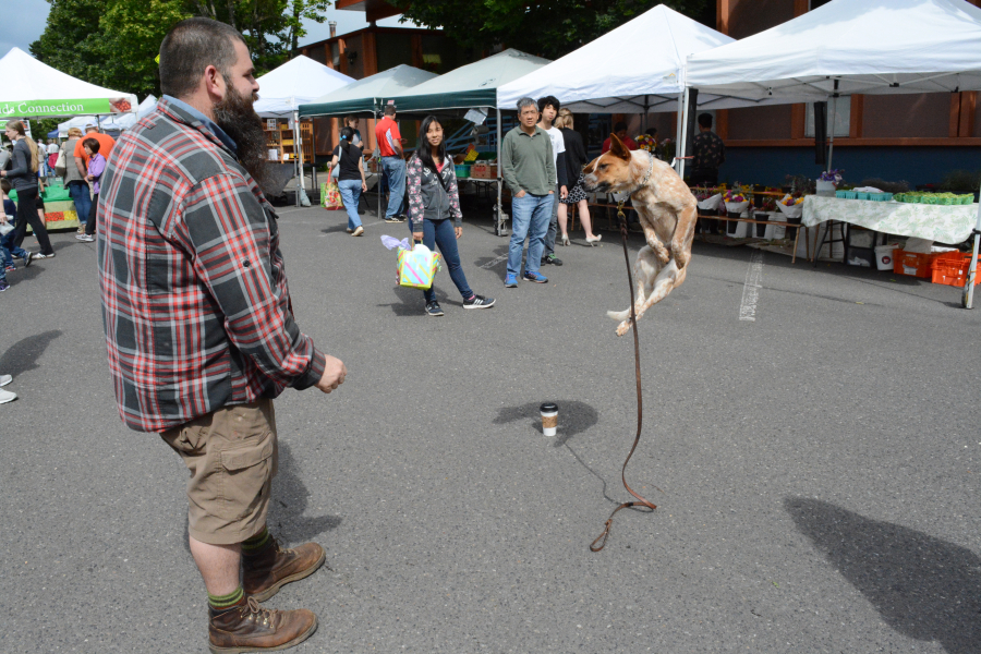 Gillian jumps for dog treats Wednesday. The 2-year-old Australian cattle dog/fox terrier mix spent the day with her family exploring waterfalls in the Columbia River Gorge and the streets of downtown Camas. (Dan Trujillo/Post-Record)