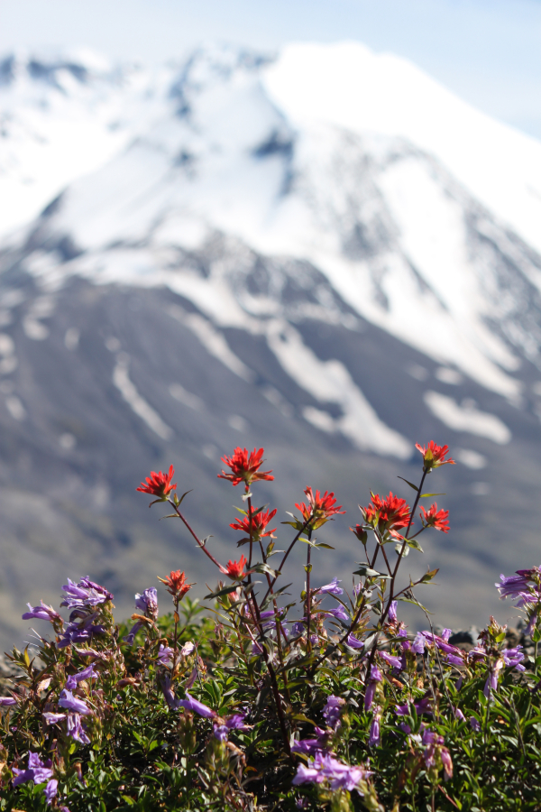 A pumice plain, located north of the Mount St. Helens crater, is covered with wild flowers, including the bright red prairie-fire (also called Indian paintbrush) and the purple prairie lupine. "Over time, the dense mats of prairie lupines and other plants are adding organic matter and nitrogen to the pumice deposits and are helping to pave the way for other plants to follow," according to Peter Frenzen, monument scientist with the USDA Forest Service Mount St. Helens National Volcanic Monument. 