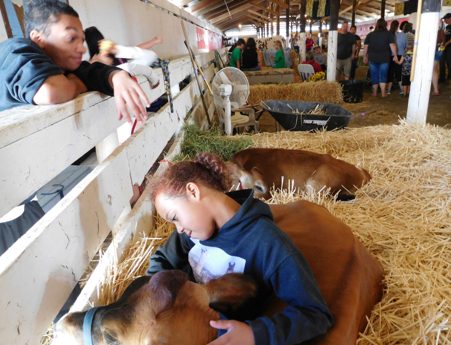 Faith Wesley enjoys coming to the Clark County Fair with her jersey cow, Woo. "I like to show people what we can do."