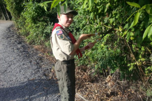 Andrew Burgoyne, Star Rank Boy Scout, Camas Troop 565, works to trim back some of the overgrown vegetation along the Heritage Trail. The Boy Scout Troop is partnering with the city of Camas to improve the habitat and beauty of the south shore of Lacamas Lake. (Contributed photo)