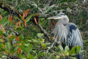 A Great Blue Heron perches in a tree at Columbia Springs. It is one of several birds that may be visible from the hiking trail.