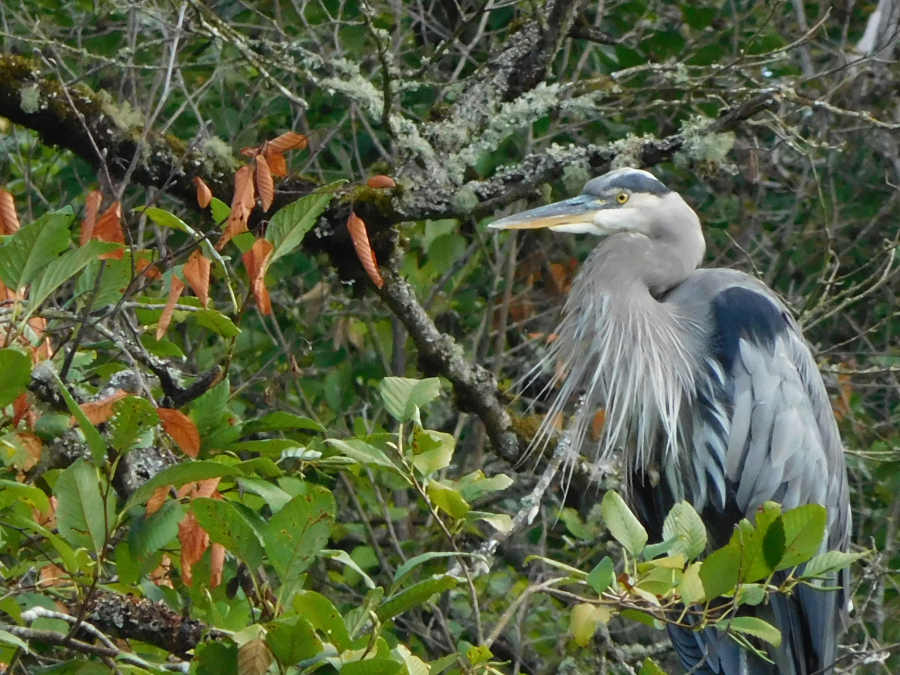 A Great Blue Heron perches in a tree at Columbia Springs. It is one of several birds that may be visible from the hiking trail.