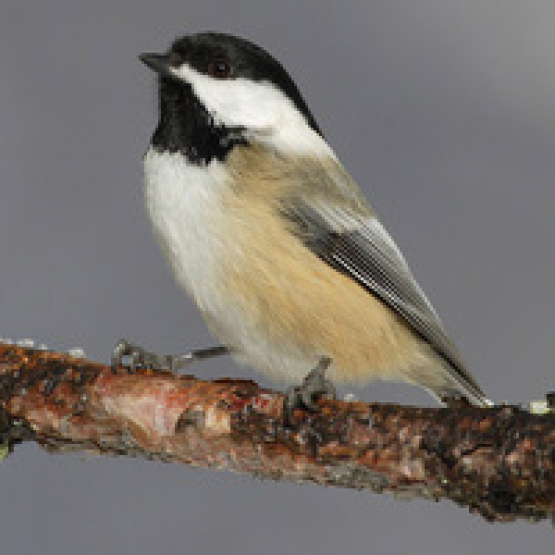 A black capped chickadee perches on a branch.