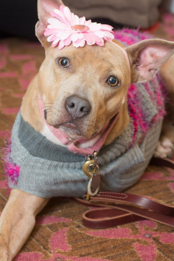 Jenny, a 3 year old pit bull mix, recently won the large dog category of the Oregon Humane Society's Portland's Next TopDog Model contest. Heather Matson, a Washougal native, adopted Jenny in 2014 after the canine was rescued from a dog fighting ring in Arizona. Due to injuries suffered when she was used as a bait dog, Jenny's leg had to be amputated in 2015. According to Matson, Jenny is a sweet soul who gets along with animals and people alike. "I was only going to foster her until we could take care of her medical expenses and she could be adopted," she said. "But she never left us. We fell in love with her as soon as she got off the plane." (Photo courtesy of Heather Matson)