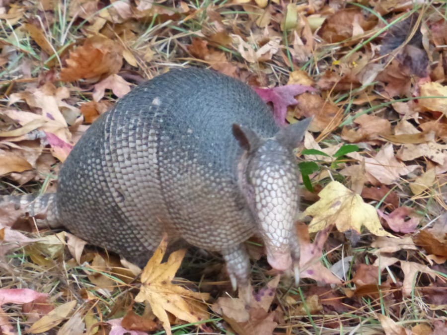 Louise Baltes captured this rare daytime photo of an armadillo at a state park in Ichetucknee Springs, Florida. (Photo courtesy of Louise Baltes)