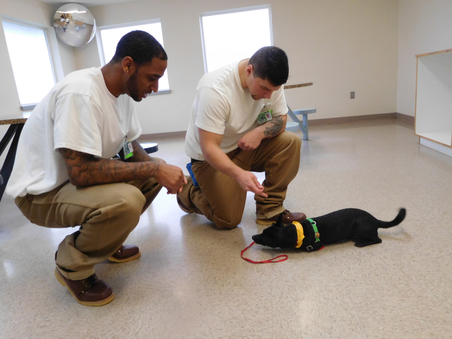Darion Chambers (left) and Christopher Baker (right), residents at Larch Corrections Center, have been teaching Rickey, a 3-year-old chihuahua-terrier mix, various commands such as sit and stay. "We create bonds with them," Baker said. He would consider becoming a dog trainer after he is released from Larch. 