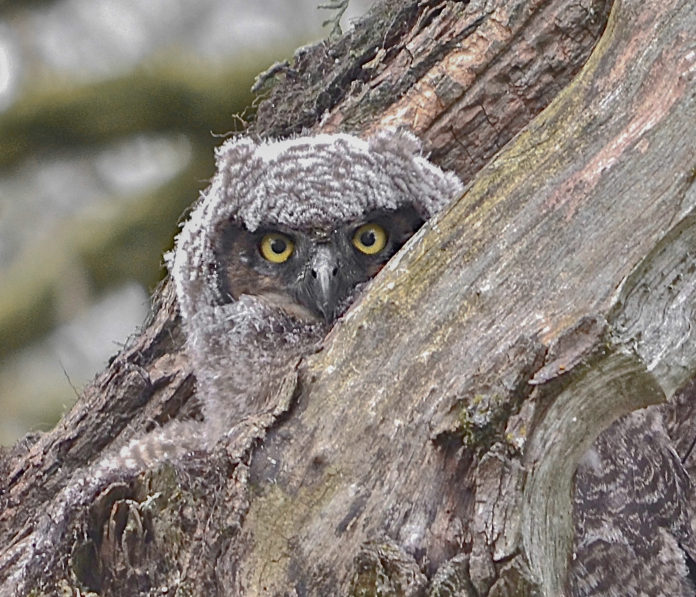 Shojaei captured this image of a camouflaged owlet in the Ridgefield Wildlife Refuge.