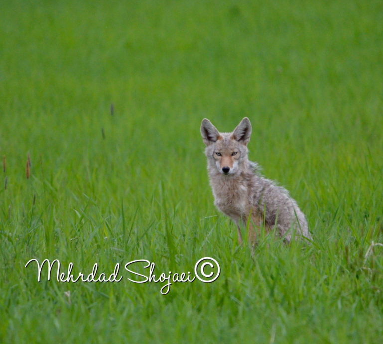 A curious coyote peers at Sojaei during a visit to the Ridgefield refuge in the spring.