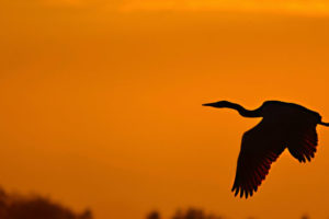 A silhouette is cast at sunset at the Tualatin National Wildlife Refuge in Oregon. Camas resident Mehrdad Shojaei visits it and the Ridgefield National Wildlife Refuge regularly for inspiration.
