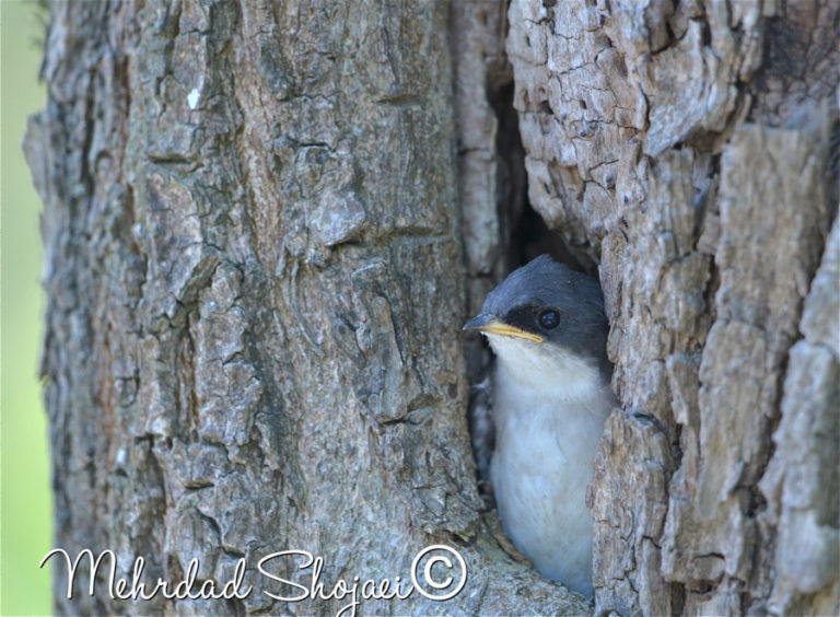 A baby tree swallow waits for its mother to bring food.