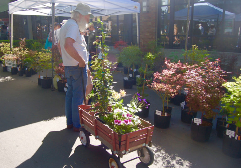 A customer peruses the trees available at the 2016 Camas Plant &amp; Garden Fair. This year&#039;s event, the 20th annual plant and garden fair, will take place from 9 a.m. to 4 p.m. throughout historic, downtown Camas, on Saturday, May 13.