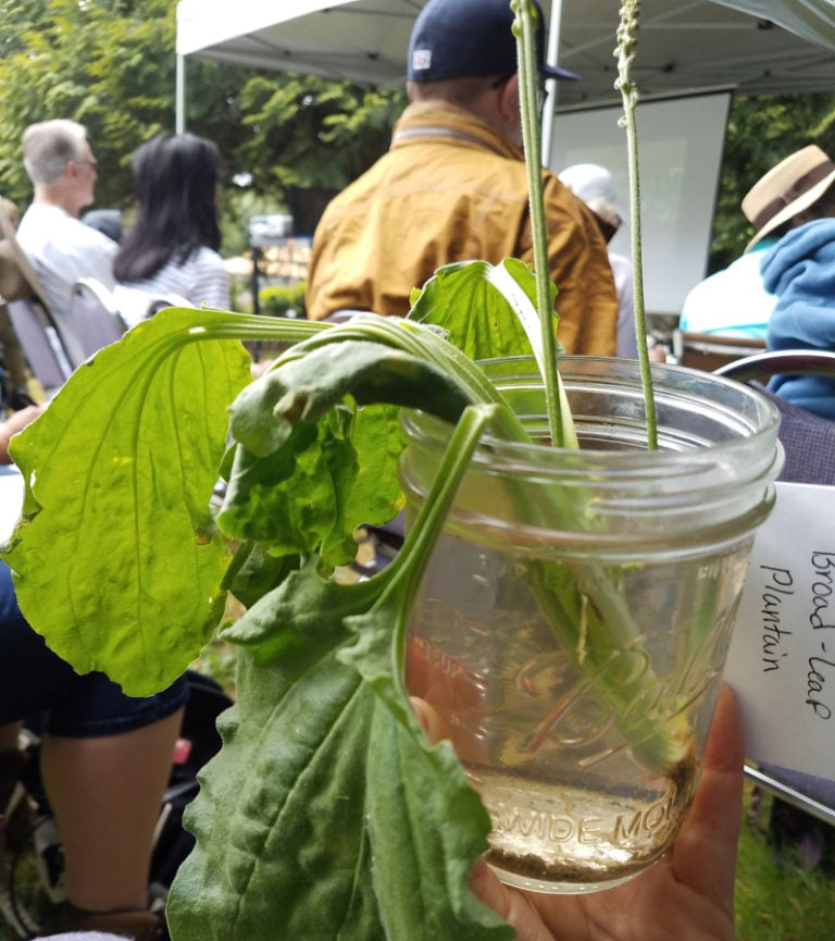 Broad leaf plantain leaves can be used for making wraps, and also can be ground into a salve.