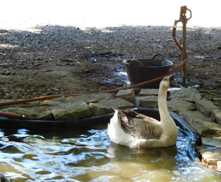 Gomez the Chinese Swam enjoys his daily baths at Odd Man Inn.