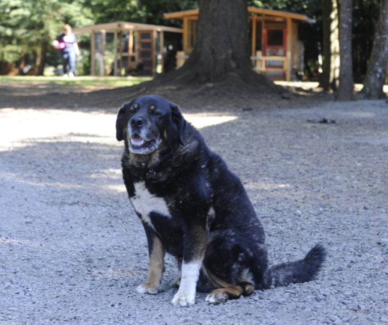 Meatloaf, a mixed-breed 110-pounder, acts as chief of security.