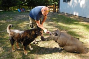 Coco the pig eagerly awaits a treat from Josh Smith, co-founder of the Odd Man Inn in rural Washougal, while Meatloaf looks on. The animals reside in a free range refuge on four acres of property.