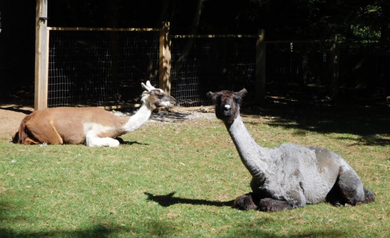 Llamas Peaches (front) and Peanut enjoy some relaxation in the sun.