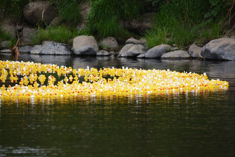 Rows of rubber ducks race down the Washougal River during the 2017 Ducky Derby.