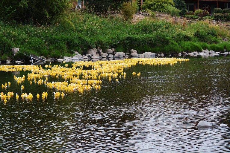 The rubber ducky race heats up in the Washougal River during Sunday's Camas-Washougal Rotary's Ducky Derby.