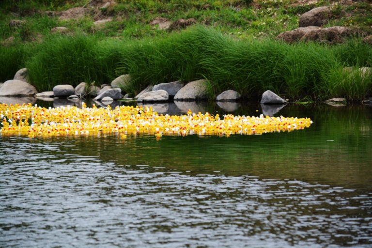 A stiff head wind starts breaking up the lead pack during the Camas-Washougal Rotary's Ducky Derby race Sunday, on the Washougal River.