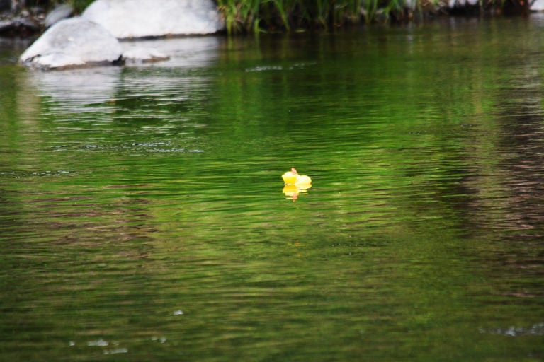 This rubber ducky is about to win somebody a trip to Hawaii, as it tilts back and picks up speed down the Washougal River, during Sunday's Ducky Derby race.