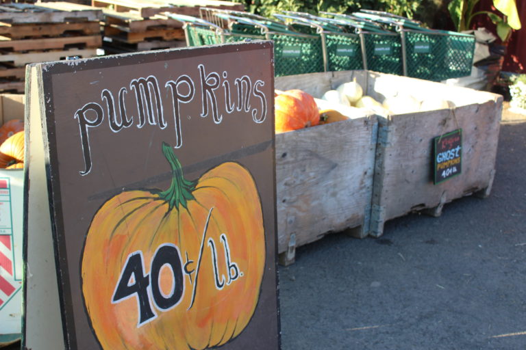 Don't want to go into the pumpkin patch? No problem. Many area pumpkin patches also offer already-plucked gourds to take home.