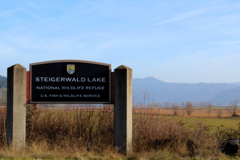 Steigerwald Lake National Wildlife Refuge is located just a few miles east of Washougal, off Highway 14, where the Columbia River meets the Cascade Mountain Range.