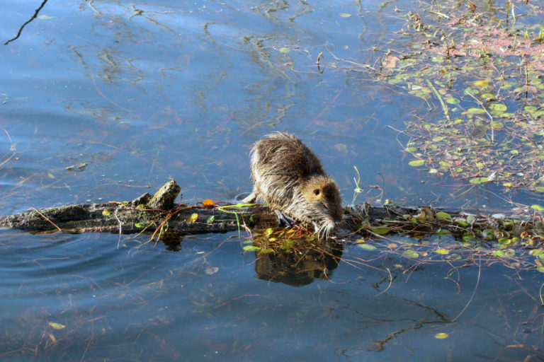 A nutria at Steigerwald Lake National Wildlife Refuge looks for a snack in the refuge&#039;s protected Redtail Lake.