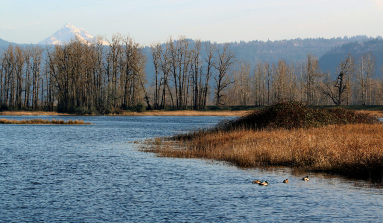 More views of Mount Hood, and a good chance of seeing waterfowl, greet visitors to the Steigerwald Lake National Wildlife Refuge who wind their way down the Gibbons Creek Wildlife Art Trail toward Redtail Lake, pictured here.