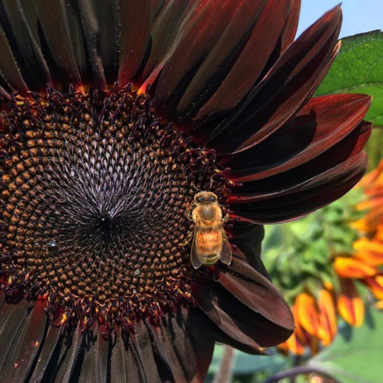 A bee pollinates a sunflower at 50fifty Farm in Camas last year.