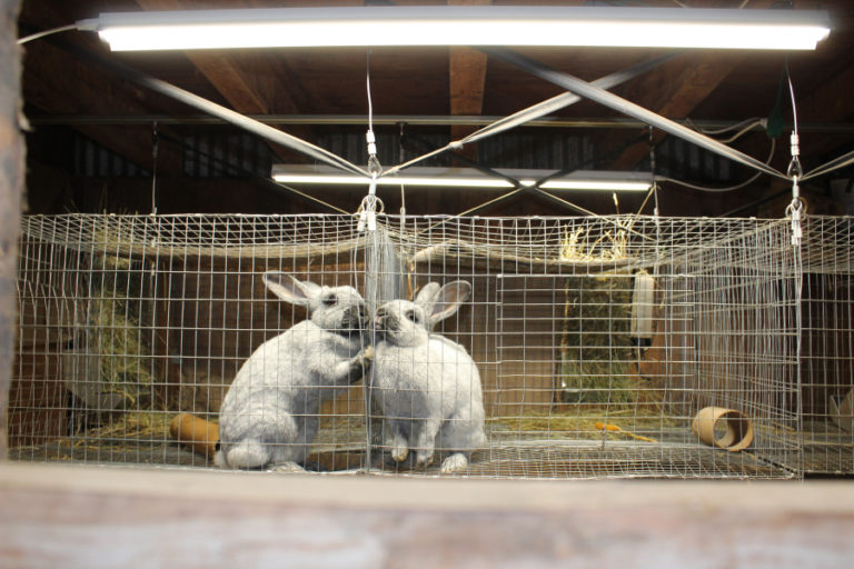 Farmer Michelle Week grew up in 4-H and has always kept rabbits. She would like to grow meat rabbits on the 50fifty Farm she owns with her business partner and friend, Stephanie Faull. Pictured here are two of Week&#039;s female Champagne d&#039;Argent rabbits.
